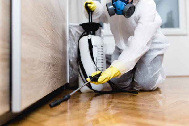 Best Wasp Removal Services  in Mercedes, TX