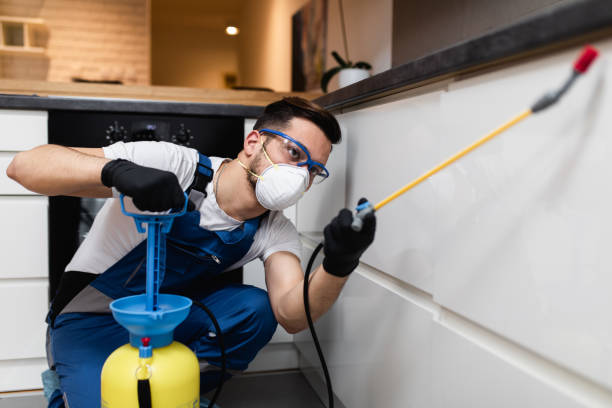 Best Flea Control Services  in Mercedes, TX