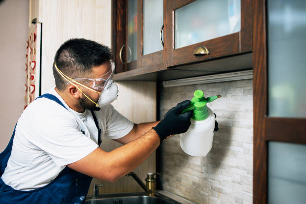 Best Insect Control  in Mercedes, TX