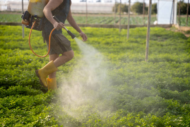 Best Best Pest Control Companies  in Mercedes, TX