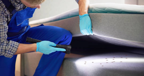 Insect Control in Mercedes, TX